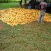 cocoa seedlings for distribution to farmers for nursery set up